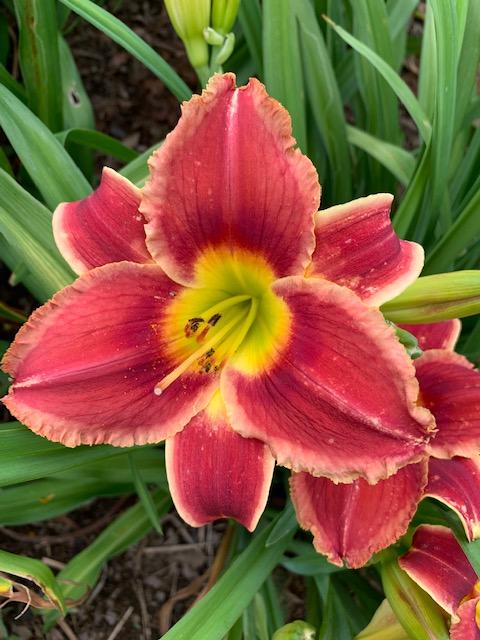 Photo of Daylily (Hemerocallis 'Roses in Snow') uploaded by jkporter