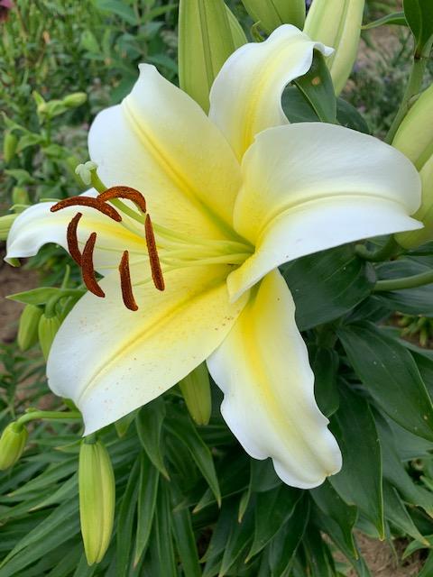 Photo of Lilies (Lilium) uploaded by jkporter