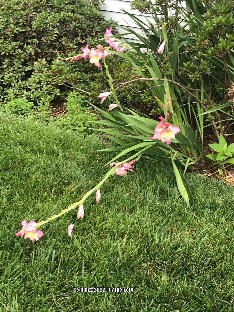 Photo of Hybrid Gladiola (Gladiolus x gandavensis 'Priscilla') uploaded by sedumzz