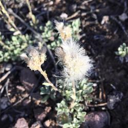 Location: Flaming Gorge National Recreation Area, Daggett County, Utah, United States
Date: 2022-06-25
Tentative ID.