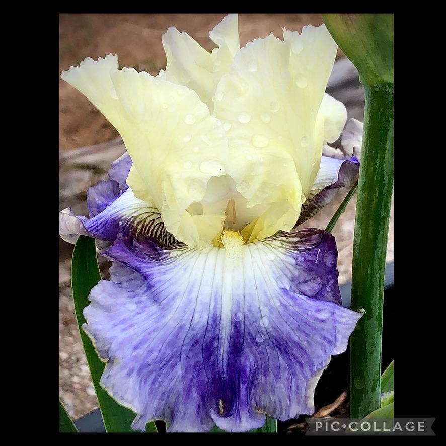 Photo of Tall Bearded Iris (Iris 'Seakist') uploaded by LizzyLegs