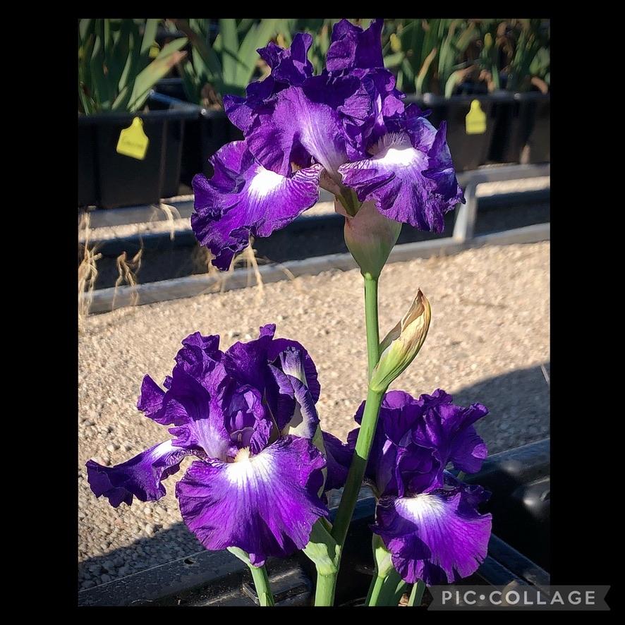 Photo of Tall Bearded Iris (Iris 'Spot Starter') uploaded by LizzyLegs