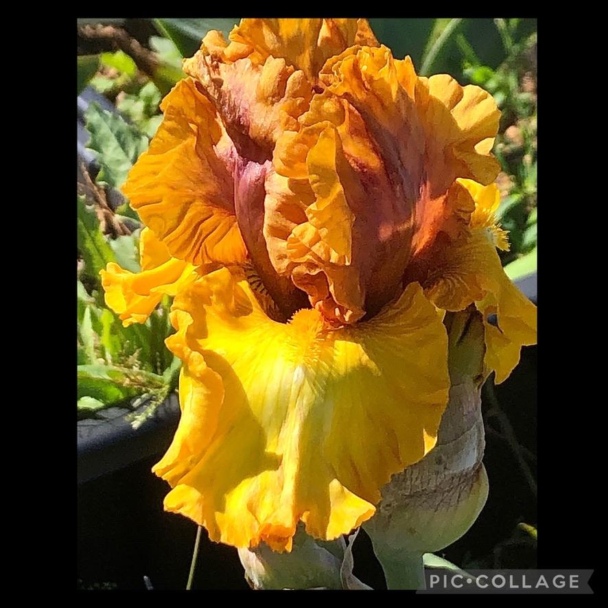 Photo of Tall Bearded Iris (Iris 'Nouveau Riche') uploaded by LizzyLegs