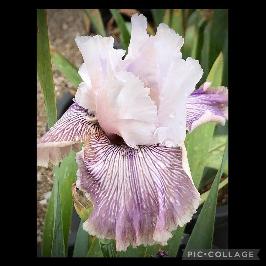 Photo of Tall Bearded Iris (Iris 'Crazy for You') uploaded by LizzyLegs