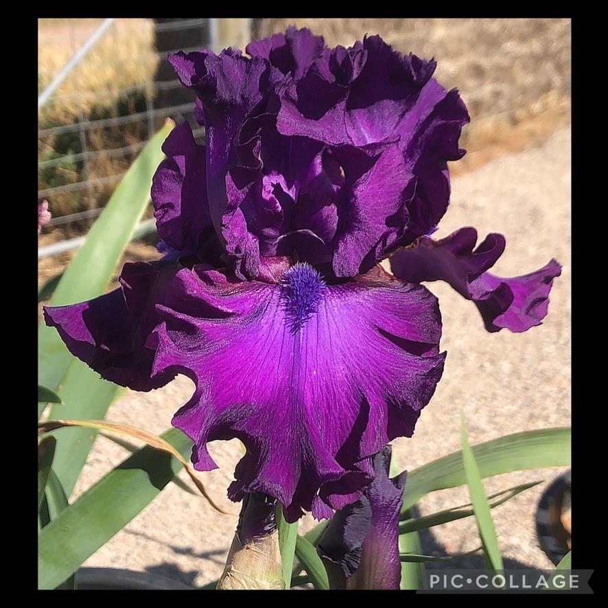 Photo of Tall Bearded Iris (Iris 'Swingtown') uploaded by LizzyLegs