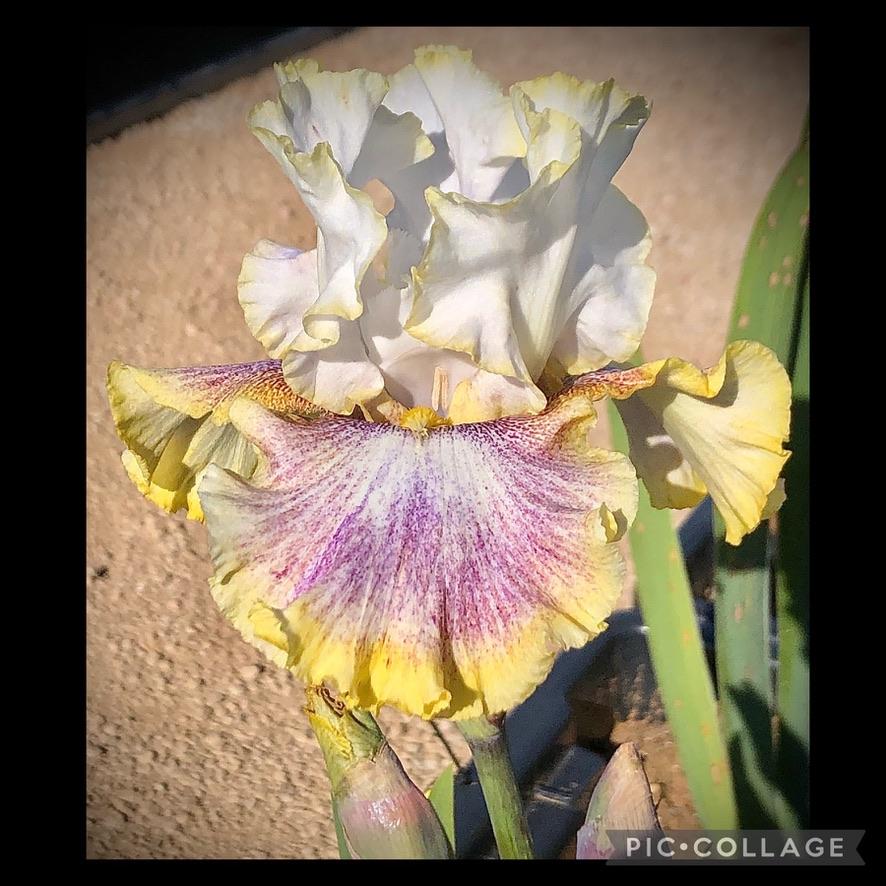Photo of Tall Bearded Iris (Iris 'Whispering Spirits') uploaded by LizzyLegs