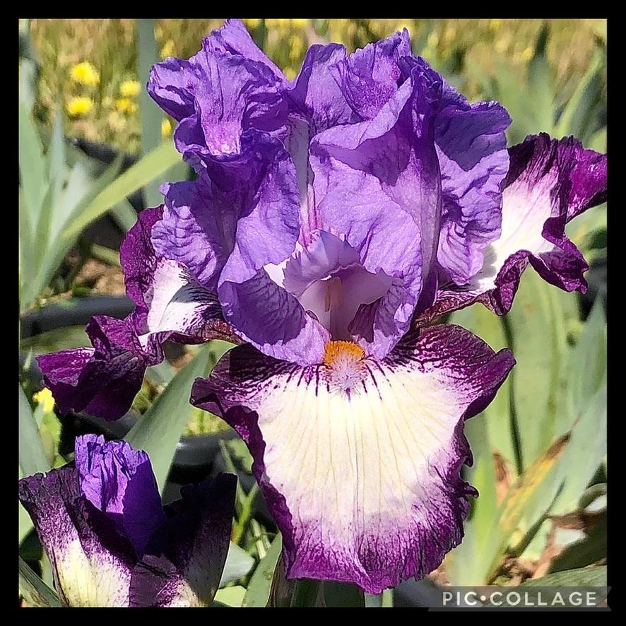 Photo of Tall Bearded Iris (Iris 'Eagle's Flight') uploaded by LizzyLegs