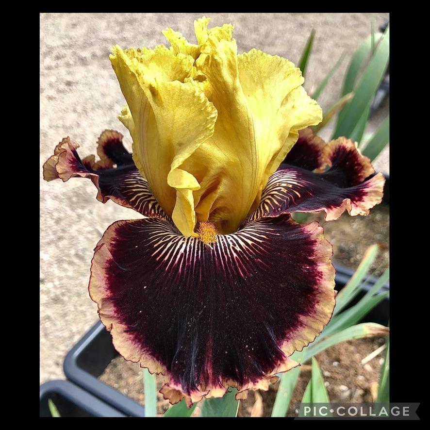 Photo of Tall Bearded Iris (Iris 'Indulgence') uploaded by LizzyLegs