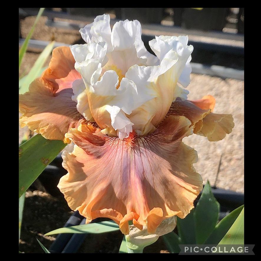 Photo of Tall Bearded Iris (Iris 'Ginger Ice') uploaded by LizzyLegs