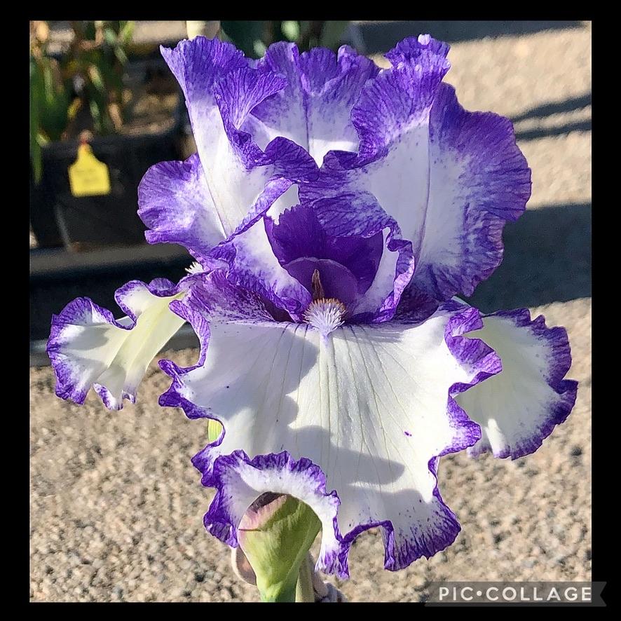 Photo of Tall Bearded Iris (Iris 'Classic Look') uploaded by LizzyLegs