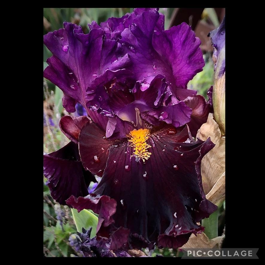 Photo of Tall Bearded Iris (Iris 'Naughty Nights') uploaded by LizzyLegs