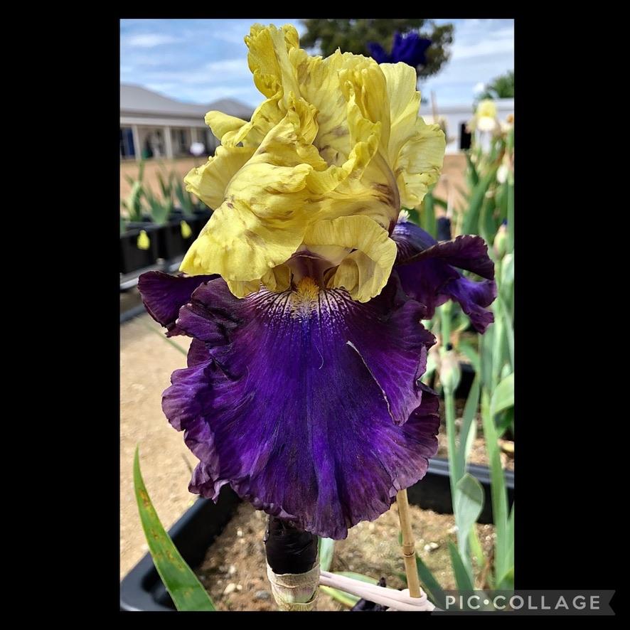 Photo of Tall Bearded Iris (Iris 'Jurassic Park') uploaded by LizzyLegs