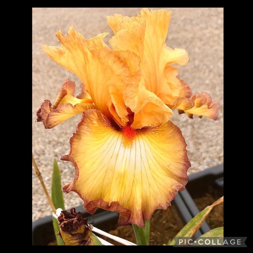 Photo of Tall Bearded Iris (Iris 'Oil Painting') uploaded by LizzyLegs