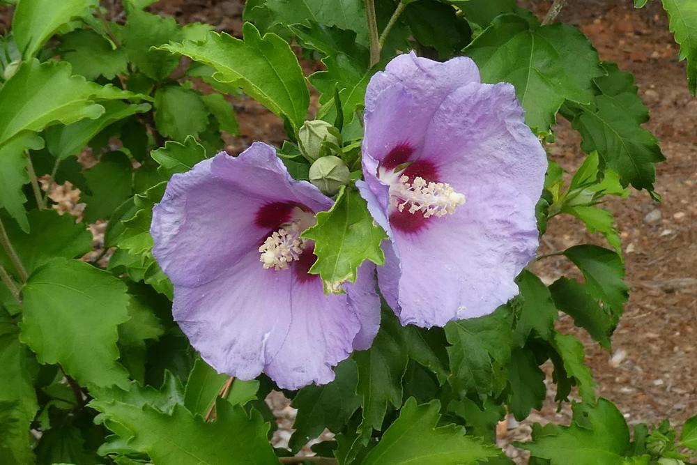 Photo of Rose of Sharon (Hibiscus syriacus Blue Angel™) uploaded by LoriMT