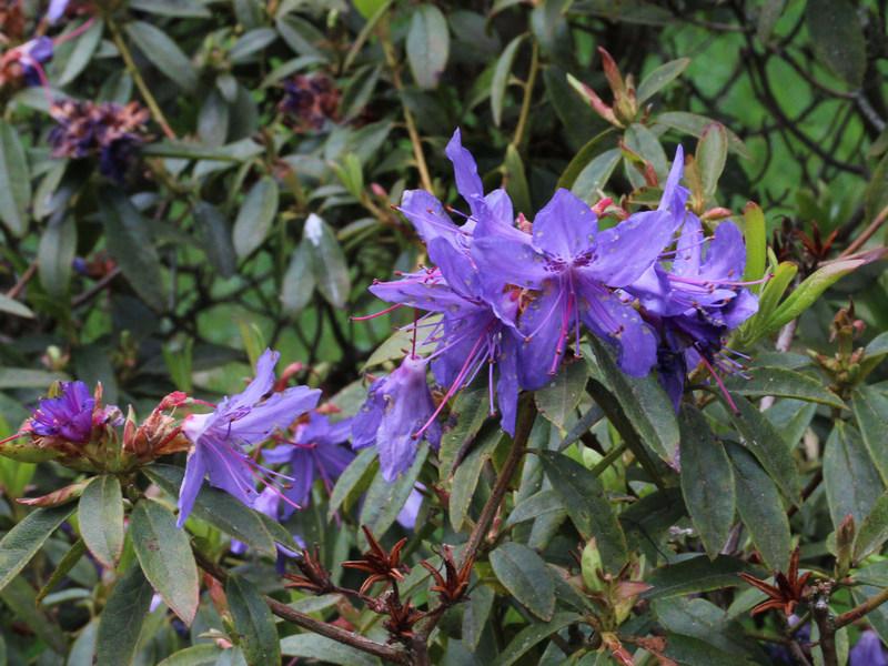 Photo of Blue Rhododendron (Rhododendron augustinii) uploaded by RuuddeBlock