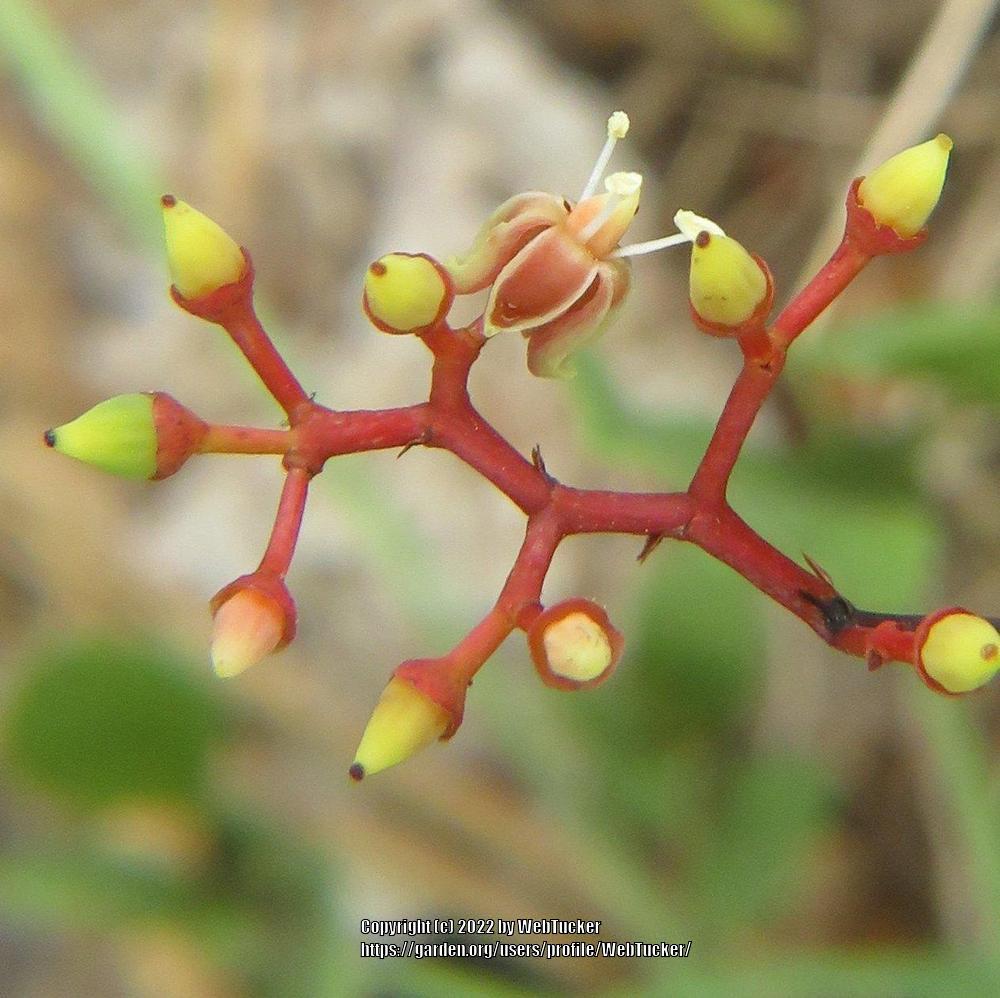 Photo of Virginia Creeper (Parthenocissus quinquefolia) uploaded by WebTucker