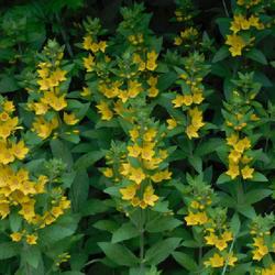 Location: Eagle Bay, New York
Date: 2022-06-28
Yellow Loosestrife (Lysimachia punctata) full plant