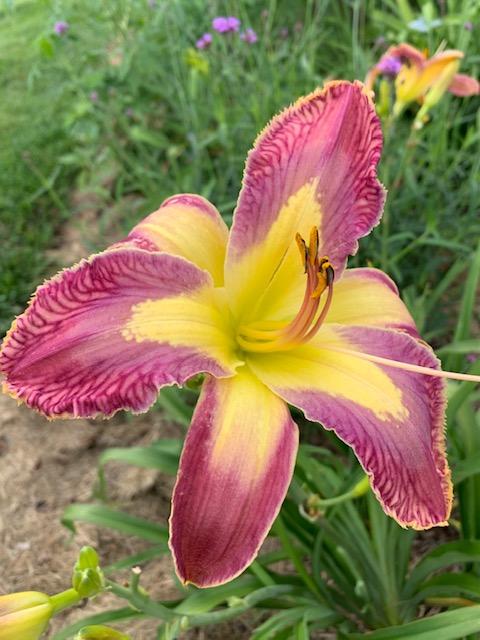 Photo of Daylily (Hemerocallis 'Jungle Queen') uploaded by jkporter