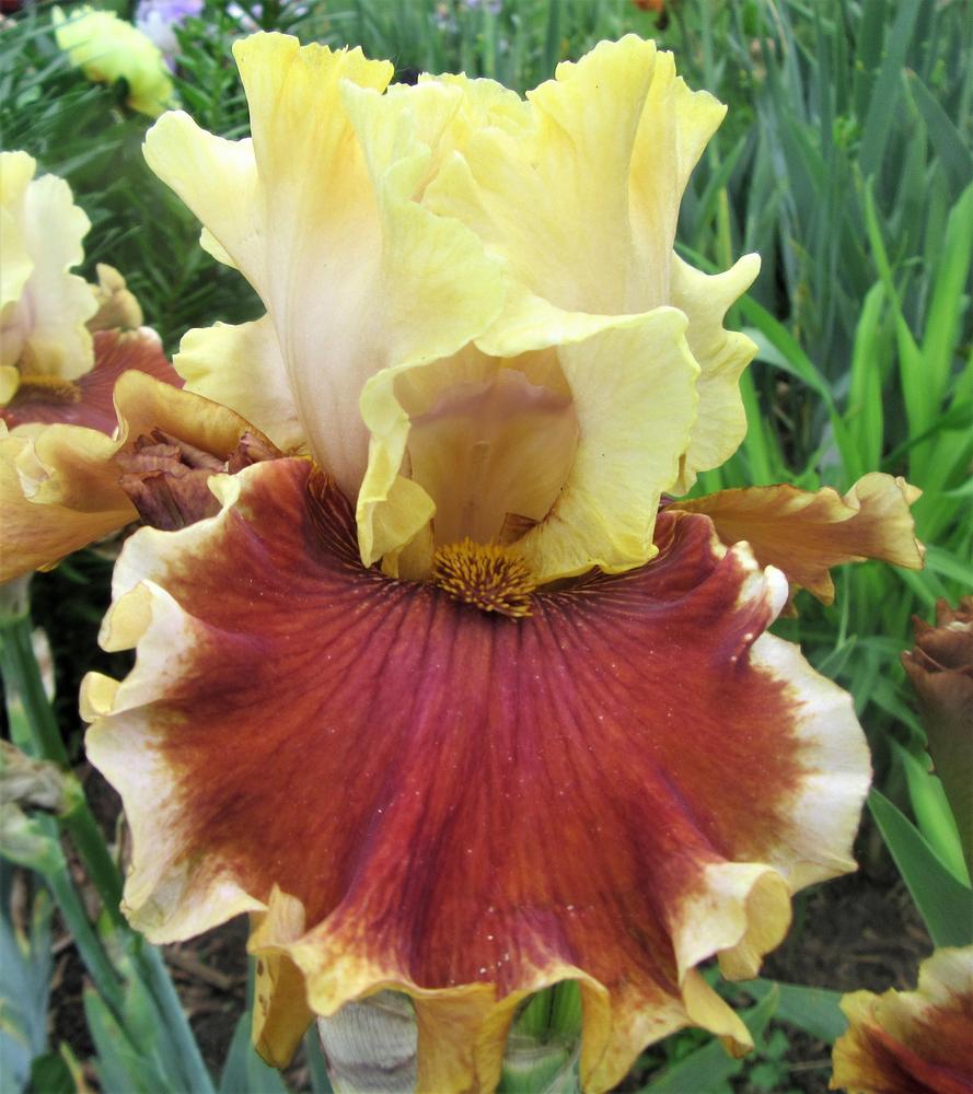 Photo of Tall Bearded Iris (Iris 'Seasons in the Sun') uploaded by tveguy3