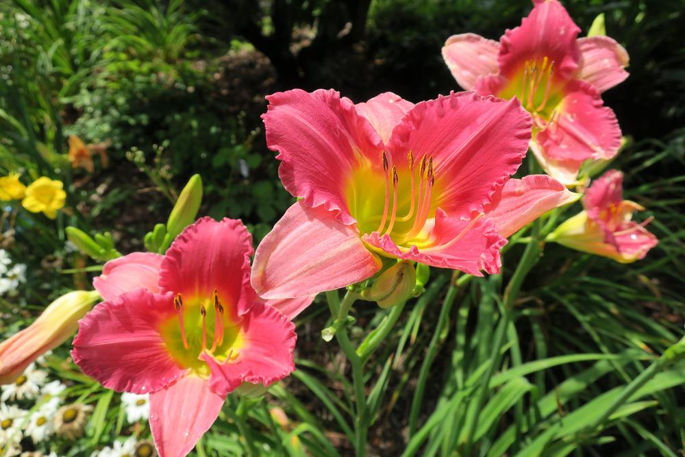 Photo of Daylily (Hemerocallis 'Final Touch') uploaded by 2Dogsmother