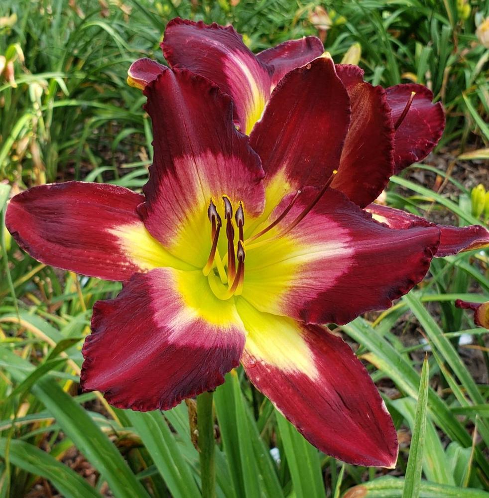 Photo of Daylily (Hemerocallis 'The Ghost and the Darkness') uploaded by Becsue