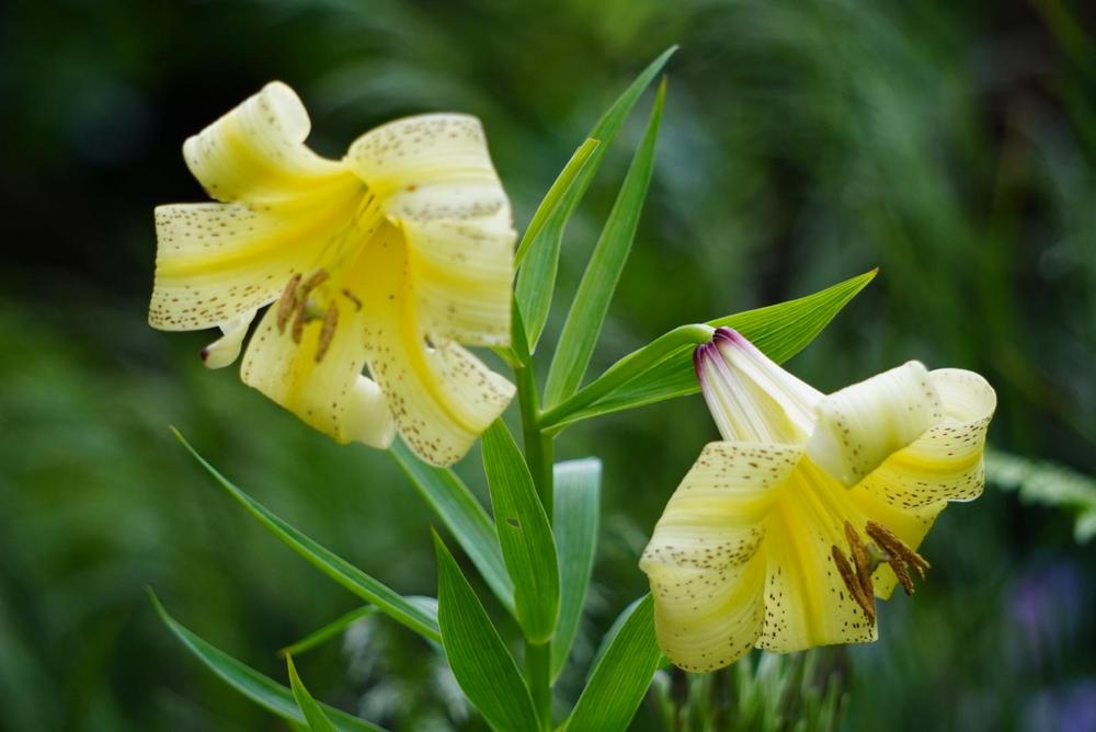 Photo of Lily (Lilium kesselringianum) uploaded by D3LL