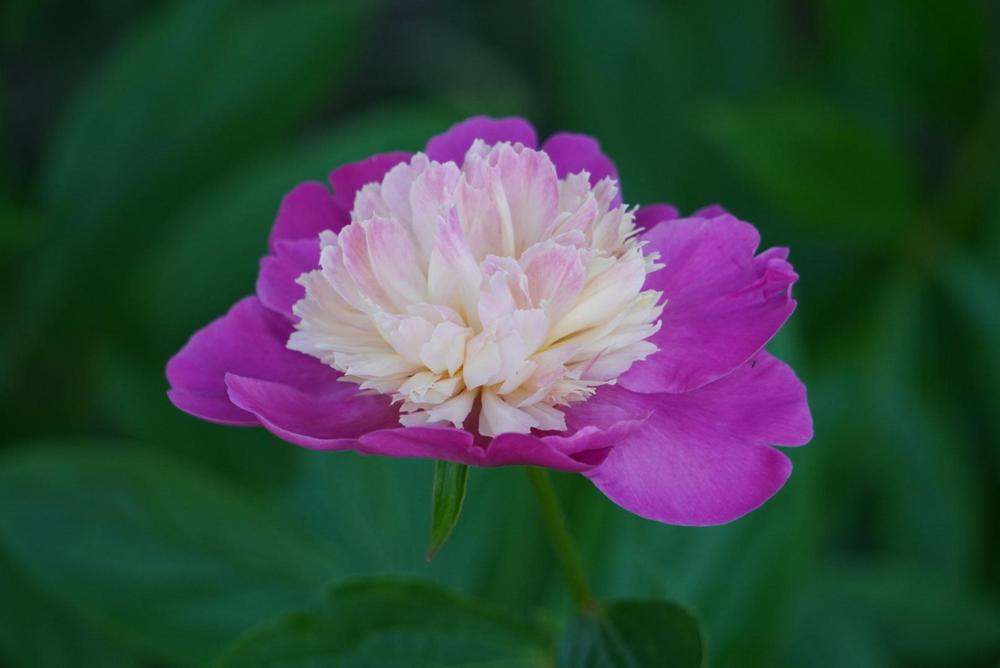 Photo of Peony (Paeonia lactiflora 'Gay Paree') uploaded by D3LL