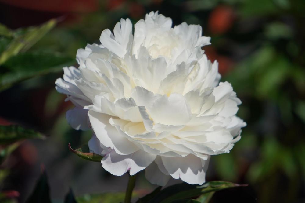 Photo of Peony (Paeonia lactiflora 'Shirley Temple') uploaded by D3LL