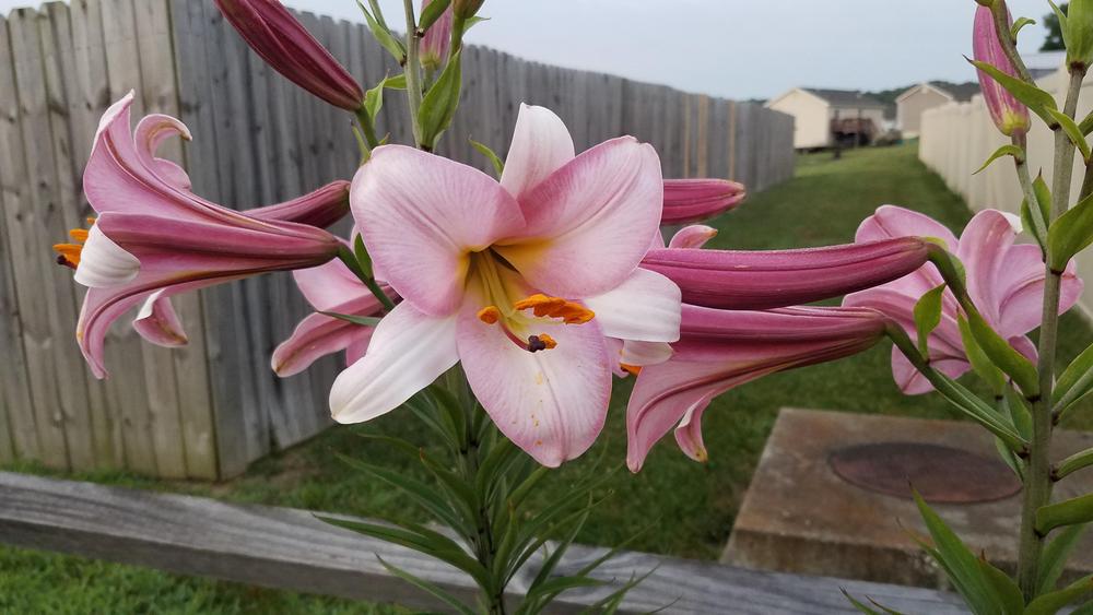 Photo of Lily (Lilium Pink Perfection) uploaded by DawnaE