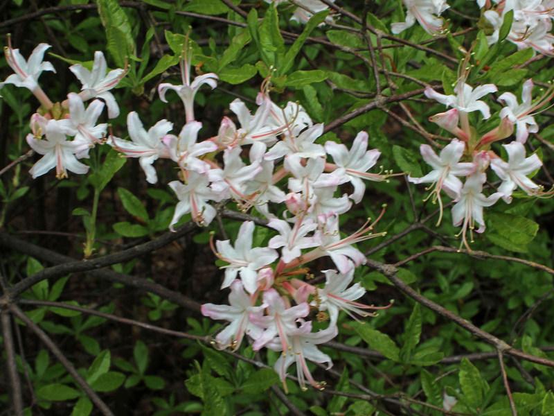 Photo of Pinxter Azalea (Rhododendron canescens) uploaded by RuuddeBlock