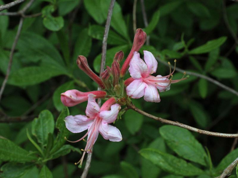Photo of Pinxter Azalea (Rhododendron canescens) uploaded by RuuddeBlock