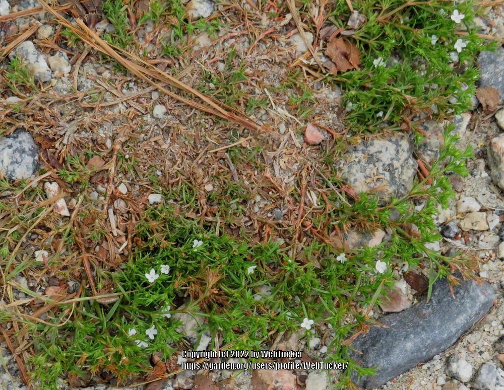 Photo of Rustweed (Polypremum procumbens) uploaded by WebTucker