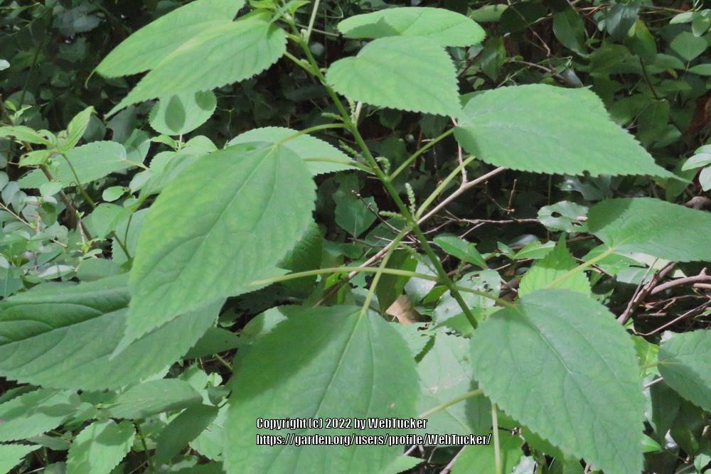 Photo of Smallspike False Nettle (Boehmeria cylindrica) uploaded by WebTucker