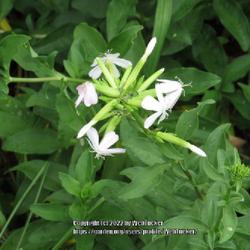 Location: Hoffman, NC 
Date: June 27, 2022
Soapwort #254. RAB page 446, 71-15-1. AG page 83, "Name from 'sap