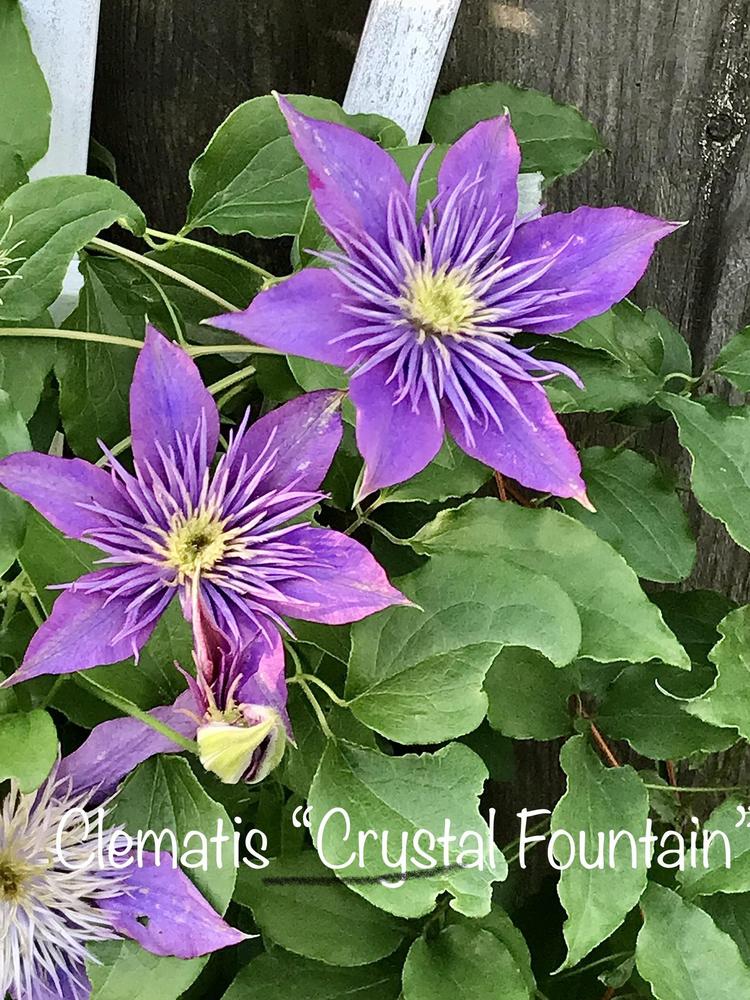 Photo of Clematis Crystal Fountain™ uploaded by BeautifulRoots