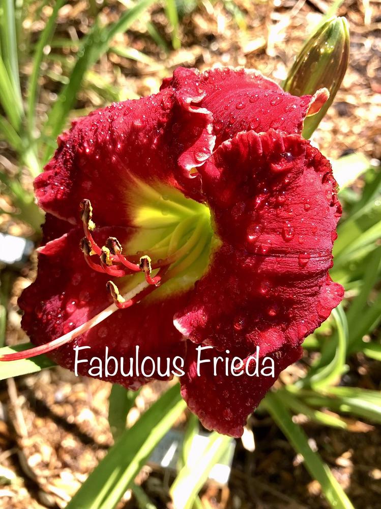 Photo of Daylily (Hemerocallis 'Fabulous Frieda') uploaded by BeautifulRoots
