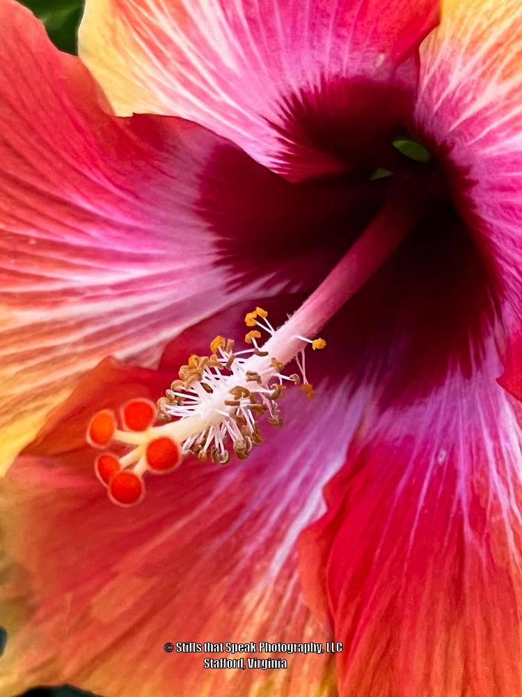 Photo of Hibiscus uploaded by Chantell