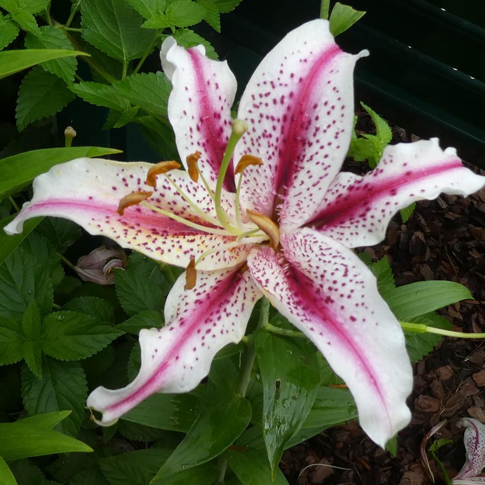 Photo of Oriental Lily (Lilium 'Dizzy') uploaded by LoriMT