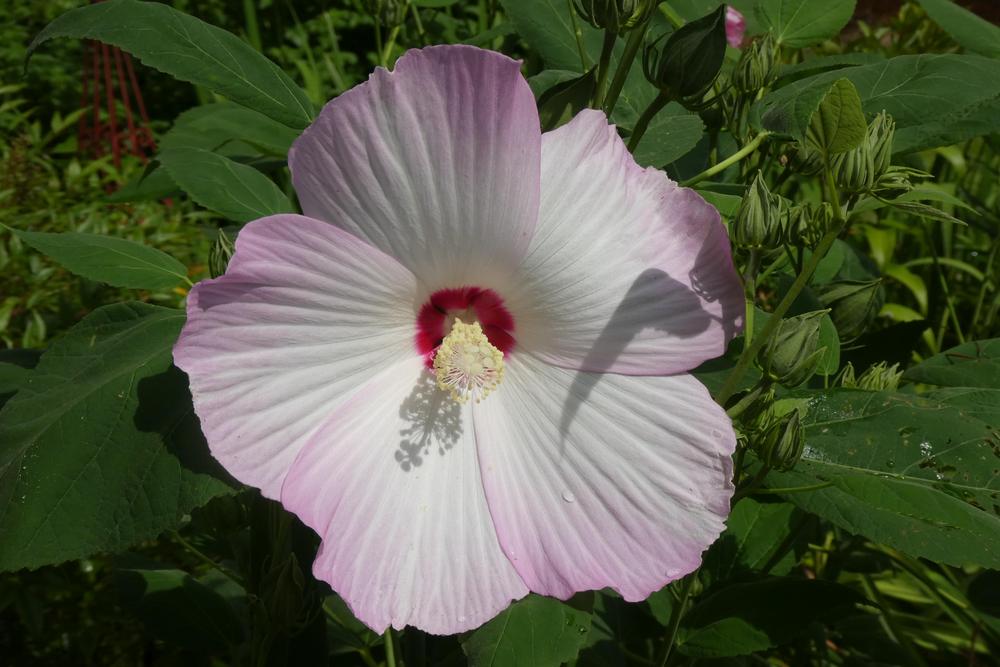 Photo of Hardy Hibiscus (Hibiscus moscheutos) uploaded by LoriMT