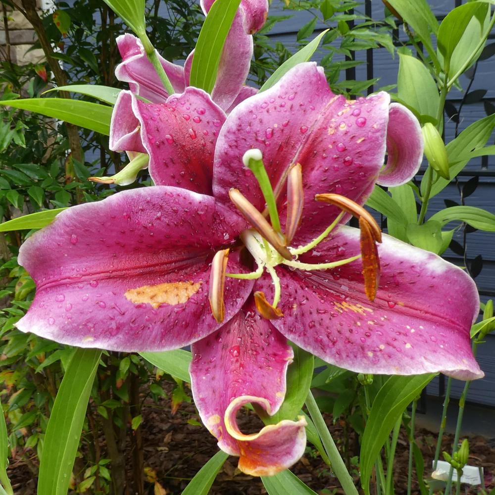 Photo of Lily (Lilium Rio Negro) uploaded by LoriMT