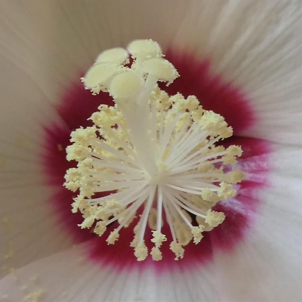 Photo of Hardy Hibiscus (Hibiscus moscheutos) uploaded by LoriMT