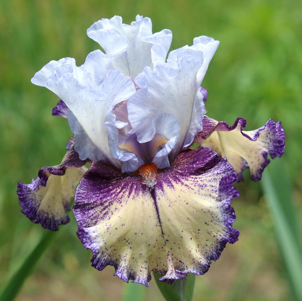 Photo of Tall Bearded Iris (Iris 'Pastel Patterns') uploaded by MShadow