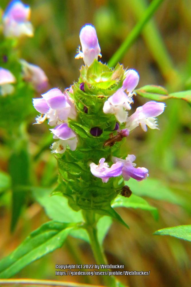 Photo of Self-heal (Prunella vulgaris) uploaded by WebTucker