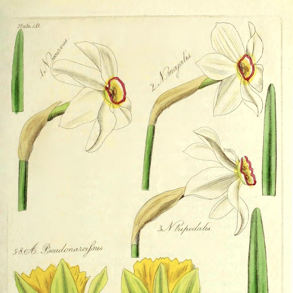 Photo of Species Daffodil (Narcissus poeticus subsp. poeticus) uploaded by scvirginia