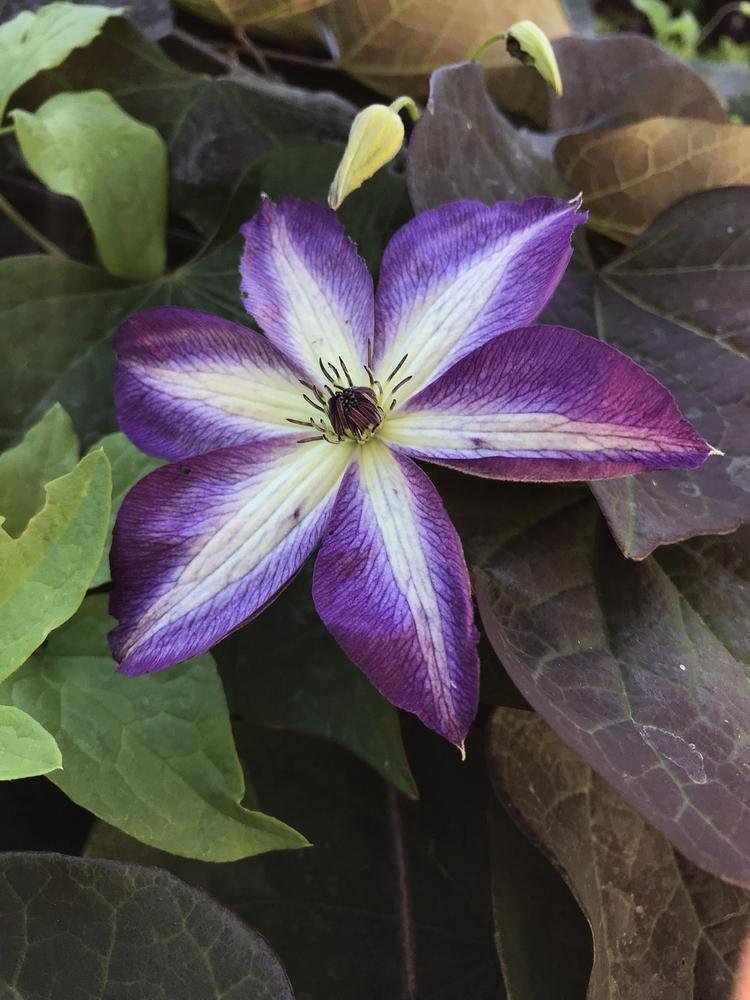 Photo of Clematis (Clematis viticella 'Venosa Violacea') uploaded by BeautifulRoots