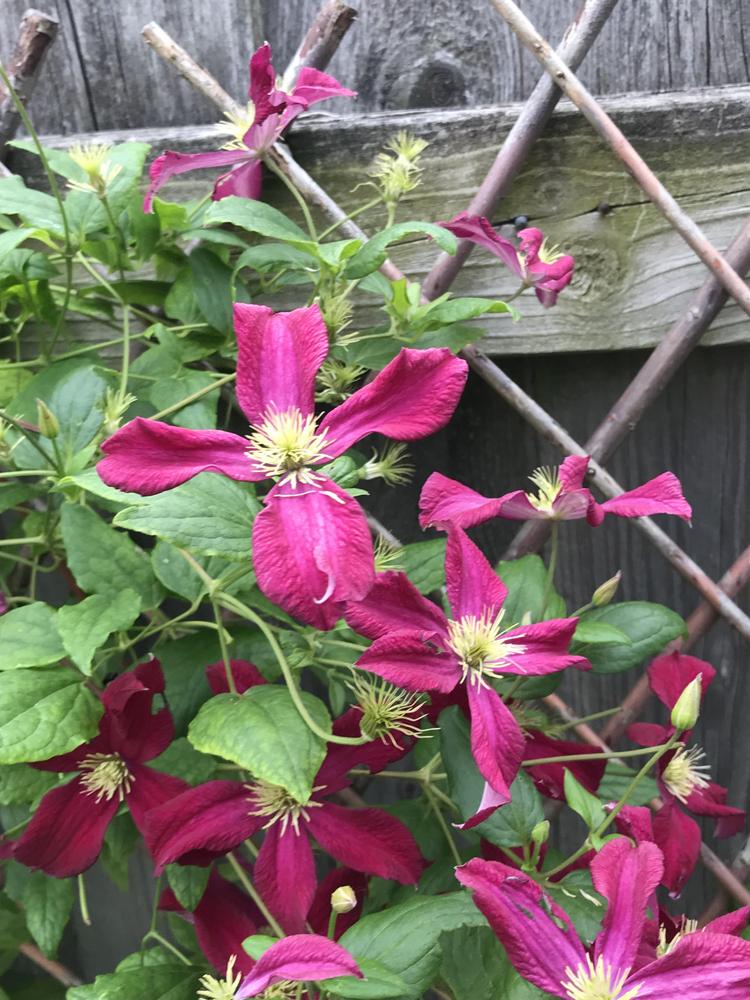 Photo of Clematis Burning Love™ uploaded by BeautifulRoots