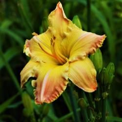 Location: Myersville, MD 21773
Date: 2022-06-30
I must recommend this particular daylily for your garden. Not onl