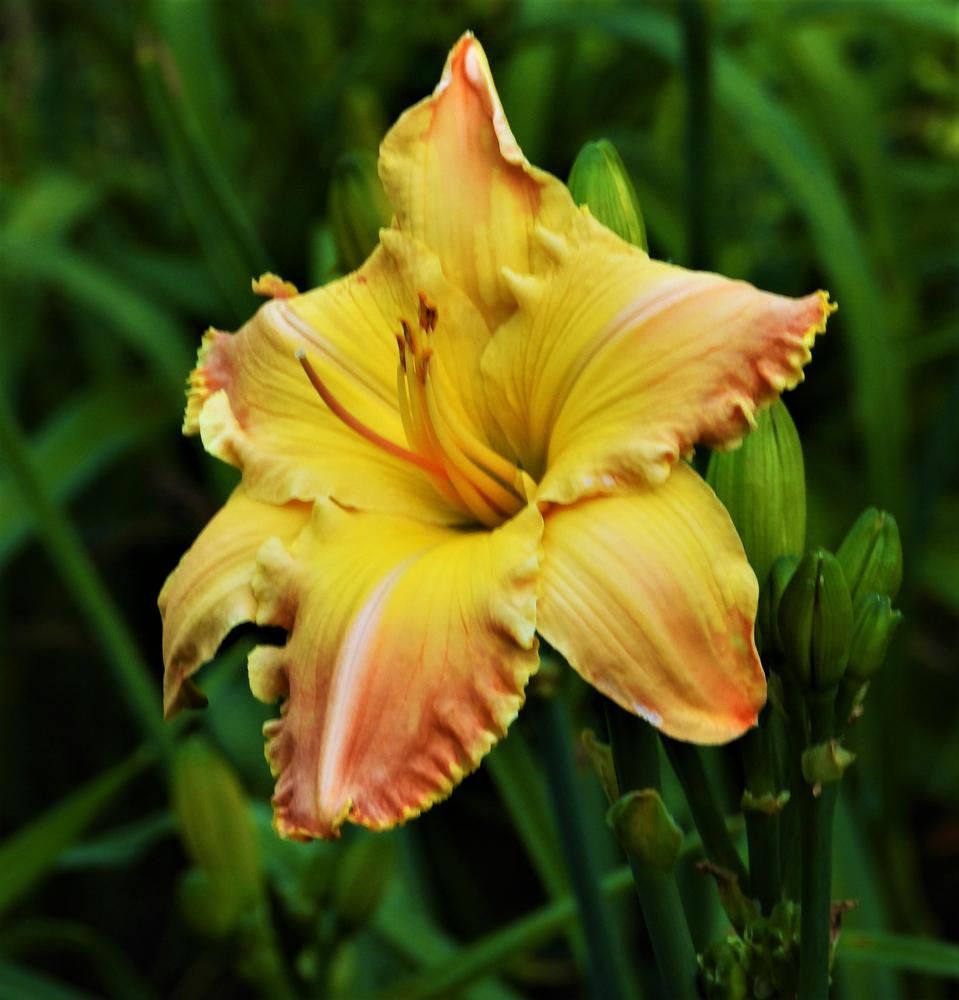 Photo of Daylily (Hemerocallis 'A Dream Remembered') uploaded by CousinChristie
