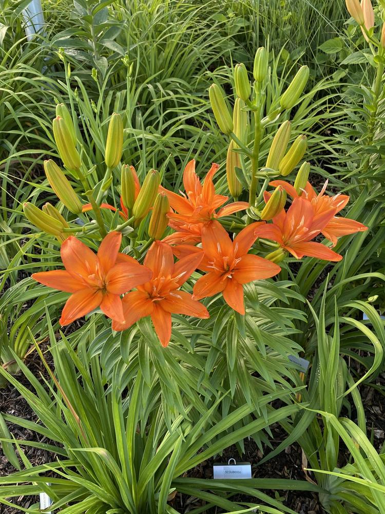 Photo of Lily (Lilium 'Brunello') uploaded by Legalily