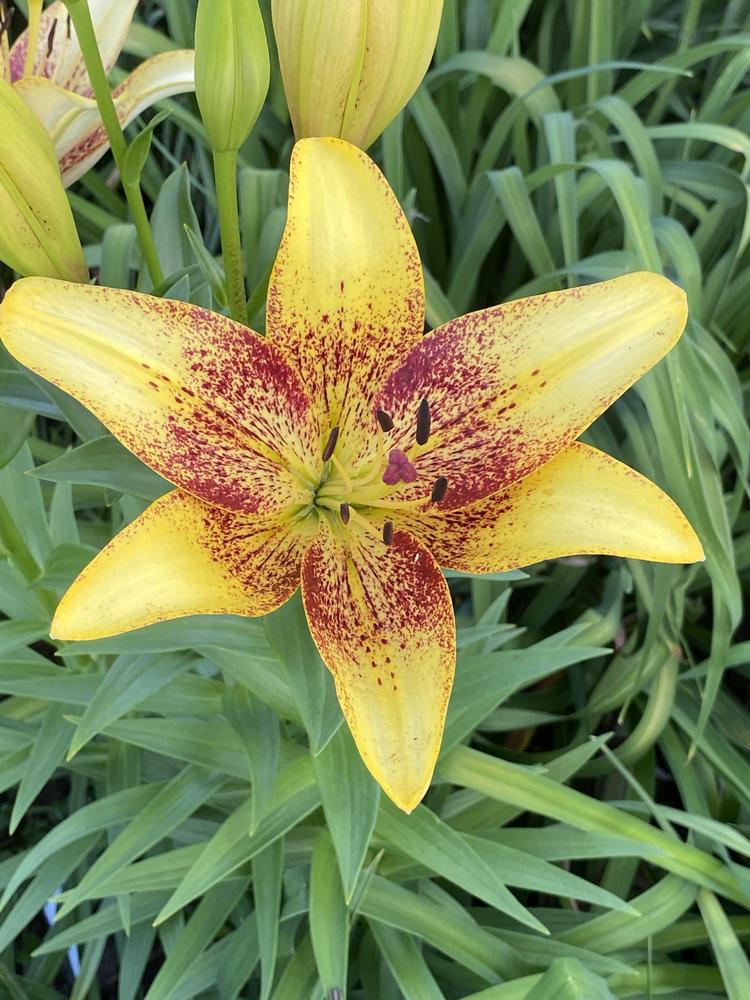 Photo of Lily (Lilium 'Golden Stone') uploaded by Legalily